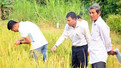 Construindo e desenvolvendo a marca de arroz An Giang