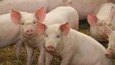 Harga babi hari ini 29 Oktober: Hampir 20 provinsi dan kota secara bersamaan turun 1.000 VND