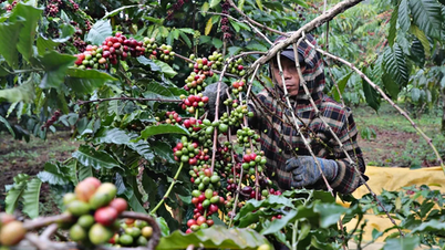 Bảo hộ chỉ dẫn địa lý “Lâm Đồng” cho sản phẩm cà phê