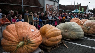 Rahsia biologi yang membuat labu membengkak sehingga saiz kereta, manakala beri biru kekal kecil