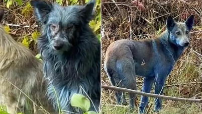 Mysteriet med de blå hundarna i Tjernobylområdet