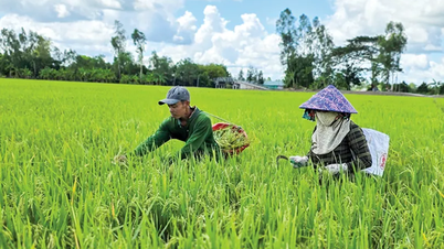 Beheer en preventie van onkruid op rijst door geïntegreerde oplossingen