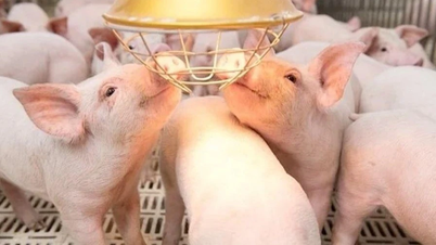 Pe 29 octombrie, prețul porcilor vii din Gia Lai și Vinh Long a fost cel mai mic din țară.