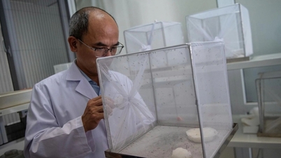 ہنوئی: ڈینگی بخار سے بچاؤ کے لیے ’ہتھیار‘ ڈھونڈنے کے لیے ایک ایسی جگہ میں داخل ہونا جہاں ہزاروں مچھر پالے جاتے ہیں۔