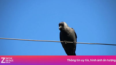 Știința arată care mașini sunt cel mai probabil să aibă excremente de păsări pe ele