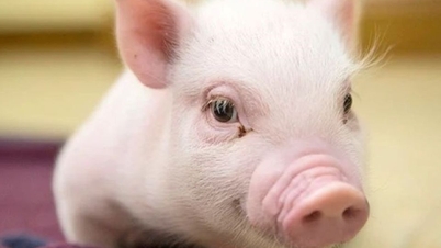 Pig price on October 29, 2025: Slightly decreasing trend nationwide