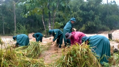 لا ڈی کمیون ملیشیا سیلاب سے بچنے کے لیے چاول کی کٹائی میں لوگوں کی مدد کرتی ہے۔
