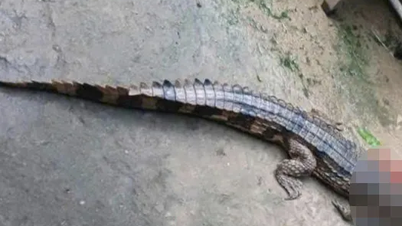 Tay Ninh: Crocodilo escapou da jaula, mordeu e feriu uma pessoa.