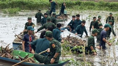 Ο Σταθμός Συνοριακής Φρουράς Vinh Dieu βοηθά τους ανθρώπους να μαζεύουν τις καλλιέργειες για να ξεφύγουν από τις πλημμύρες.