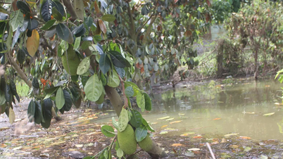 Door de combinatie van overstromingen en hoogwater is in Tay Ninh meer dan 700 hectare aan rijst-, groente- en fruitbomen beschadigd.