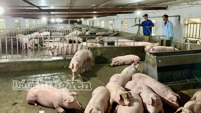 Försiktigt återställa grisboskapen för att möta marknadens efterfrågan i slutet av året