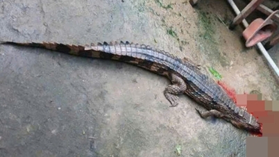 Κροκόδειλος που δραπέτευσε δάγκωσε το πόδι ενός δασκάλου