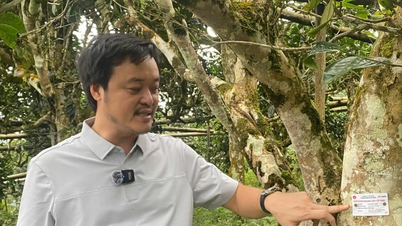 Aplicação de tecnologia para identificar 100 árvores de chá Shan Tuyet ancestrais.