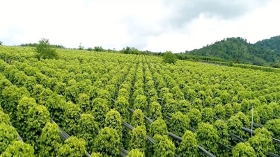 ລາຄາໝາກພິກໄທ ວັນທີ 29 ຕຸລາ 2025: ຫວຽດນາມ “ຮັບເອົາ” 21.9% ໝາກພິກອິນໂດເນເຊຍ