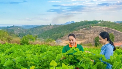 Une femme pratique une agriculture décente au milieu de Lam Dong