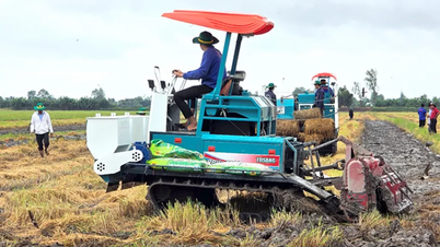Diskutujte o řešeních pro obnovu a zlepšení zdraví půdy pro pěstování rýže