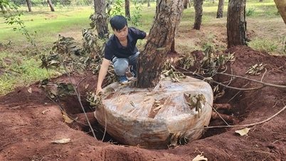 Gia Lai: Sofortige Umsetzung von Lösungen zum Schutz der wertvollen Kiefernwälder