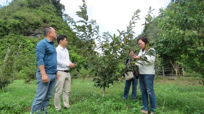 Έλεγχος της προόδου του έργου «Εφαρμογή της επιστήμης και της τεχνολογίας στην παραγωγή σπόρων καστανιάς, που εξυπηρετεί την επέκταση της περιοχής με καστανιές στην περιοχή Trung Khanh, στην επαρχία Cao Bang».