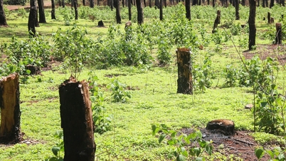 Krásný borovicový les Dak Doa je neustále kraden, provincie Gia Lai naléhavě nařizuje