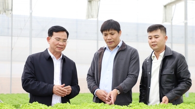 Nhân rộng mô hình nông nghiệp hiệu quả giúp nâng cao thu nhập cho nông dân