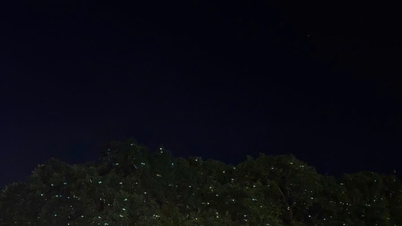 Giải mã cây đom đóm Huế: Điểm check-in ảo diệu bên sông Hương