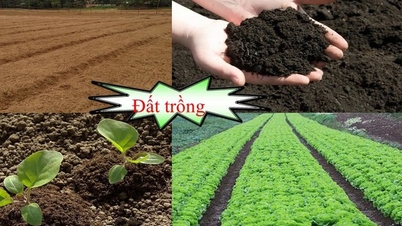 יש לפרסם בקרוב סט קריטריונים ל"בריאות אדמות האורז"