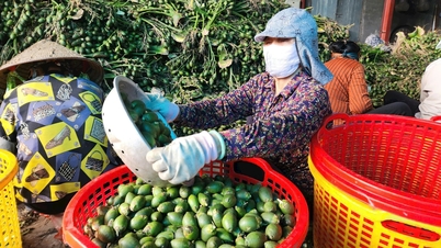About កន្លែងនាំចេញផ្លែឈើរីករាយ