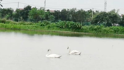 Bac Ninh جھیل پر خوبصورت سفید ہنسوں کا ایک جوڑا نمودار ہوا۔