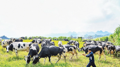 Dairy cows up the mountain