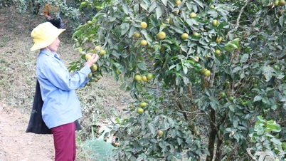 OCOP promotes geographical indications and collective brands