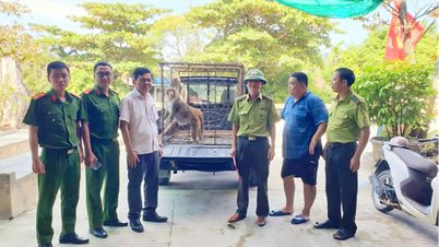 Release of rare pig-tailed macaque into the wild