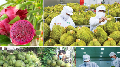 果物と野菜の輸出額は9ヶ月で61億ドルを超えた