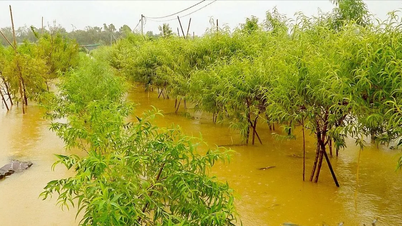 Hanoi: Flood victims flee alluvial plains, digging village restless