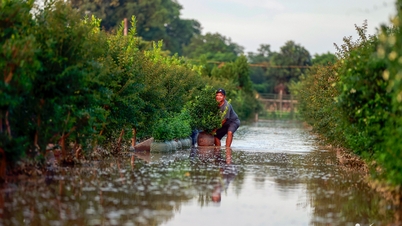 Bild von Tausenden von Pfirsich- und Kumquatbäumen, die mitten im Wasser am Fuße der Nhat Tan-Brücke wachsen
