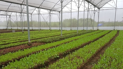 قیمت فلفل امروز 30 اکتبر 2025: از گیا لای تا لام دونگ 1000 دونگ افزایش یافت