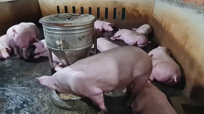 Pig price today October 30: Quang Tri, Hue, Da Nang "dropped to the floor" 1,000 VND/kg