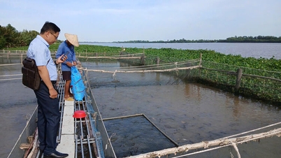 カイロン川沿いの水産養殖