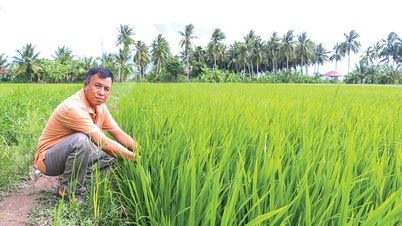 De effectiviteit van de koppeling van paars-groene rijstteelt