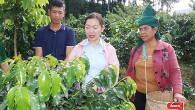 Muong Chanh, yüksek kaliteli kahve bölgesi inşa ediyor