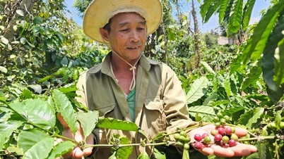 Dak Lak proposes to include coffee growing knowledge in the list of World Heritage