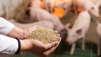 رفع موانع مالیات بر ارزش افزوده برای محصولات کشاورزی و خوراک دام