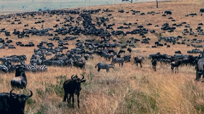 انسان‌ها ۴۰ برابر بیشتر از مجموع تمام حیوانات وحشی حرکت می‌کنند.