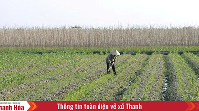 Mempercepatkan kemajuan penanaman tanaman musim sejuk