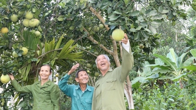 Cuidar e promover o papel dos idosos na nova situação.