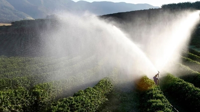 Pepper price today October 30: Market is "silent", waiting for new signals