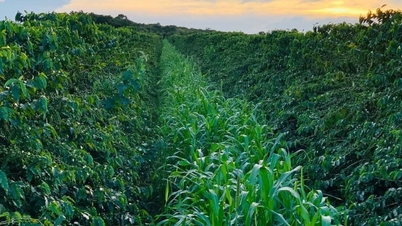 Coffee price today October 30: Ceiling increase, average price exceeds 116,000 VND/kg