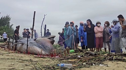Înmormântarea unei balene de aproximativ 3 - 4 m lungime