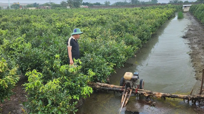 Ho Chi Minh Kenti: Binh Loi sarı kayısı köyü, on milyarlarca dong değerinde olduğu tahmin edilen sel nedeniyle ağır hasar gördü