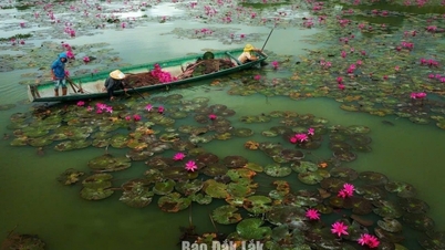 Lien Son Lak Komünü, Lak Gölü'ndeki nilüferlerin sökülmesinin durdurulmasını talep ediyor