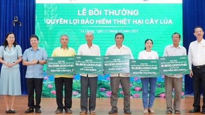 Pojištění úrody rýže: Finanční „štít“ pro řetězec produkce a spotřeby rýže